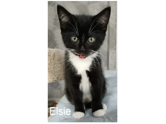 ELSIE