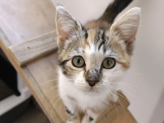 3-month-old Honey
