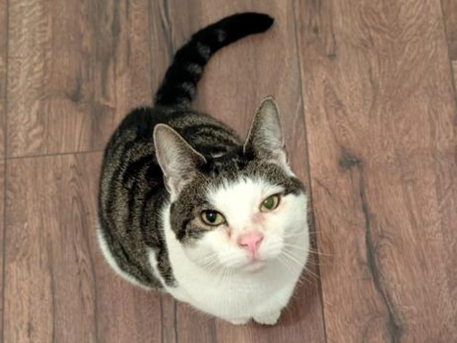5-year-old Remy