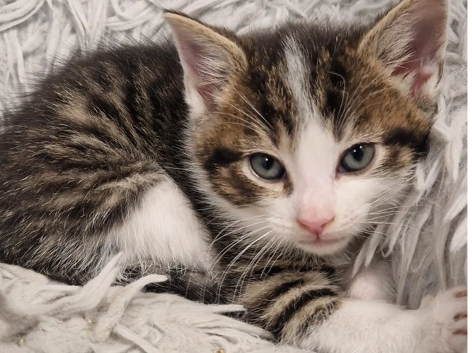 Sirius, Zephyr, Galileo, Draco