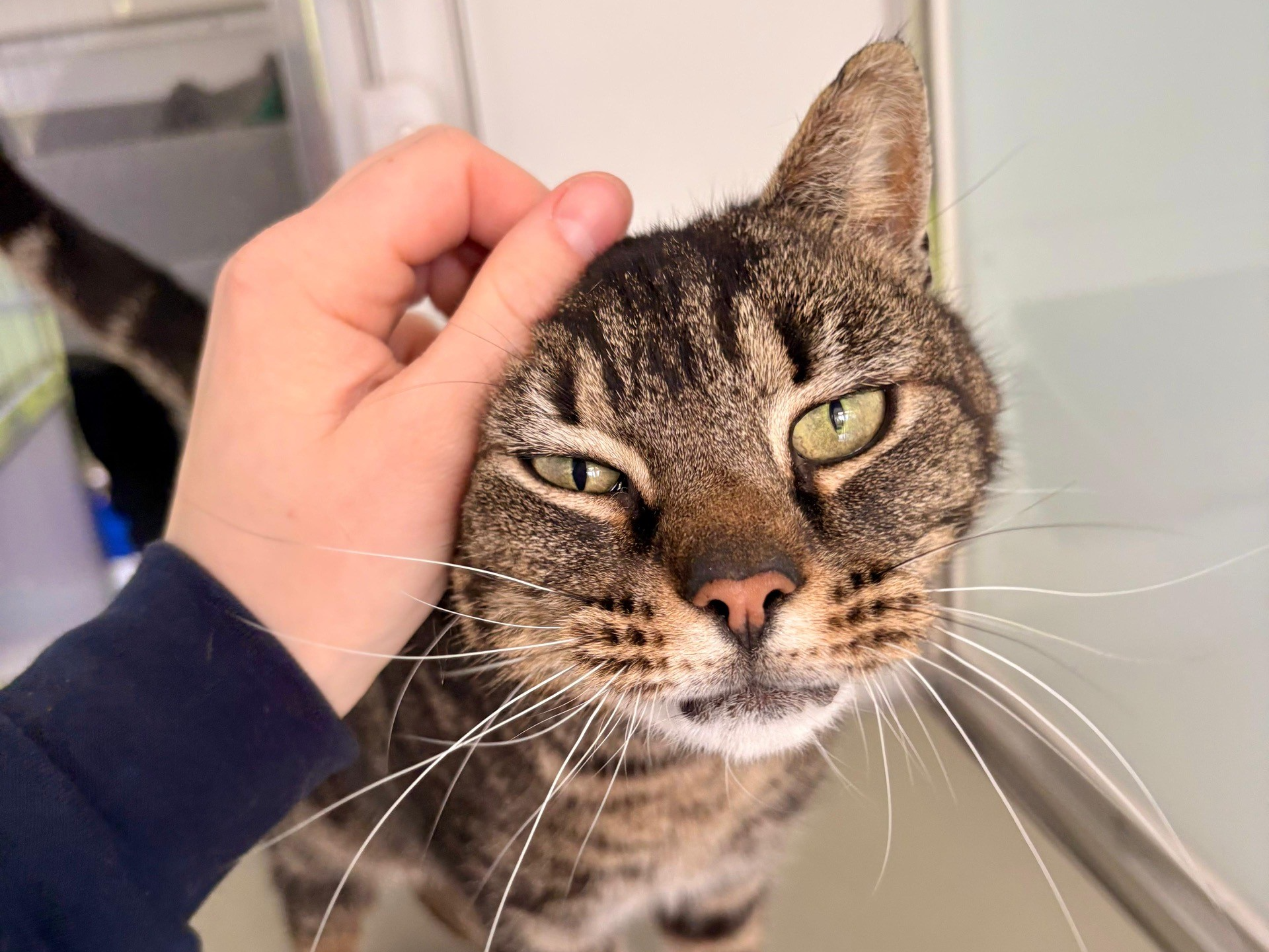 Simon Pure — Domestic Cat