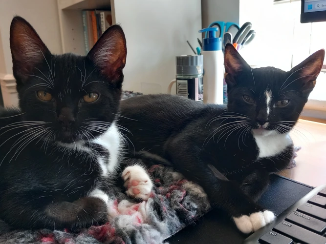 Kittens Eddie and Enzo