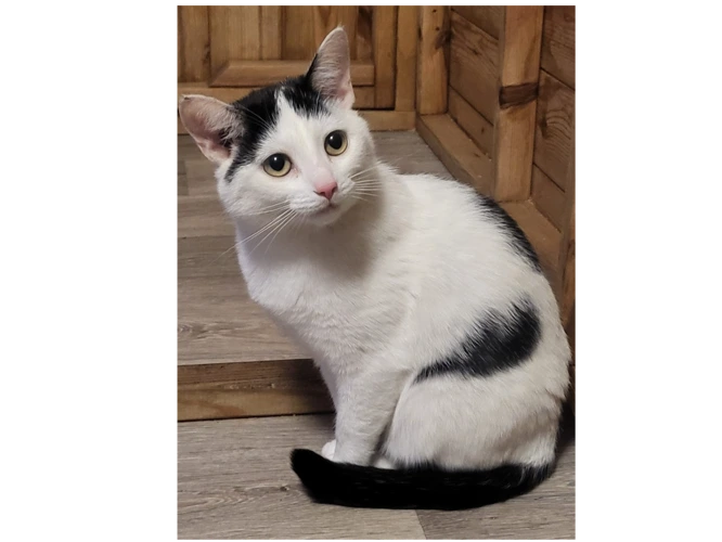 Stella