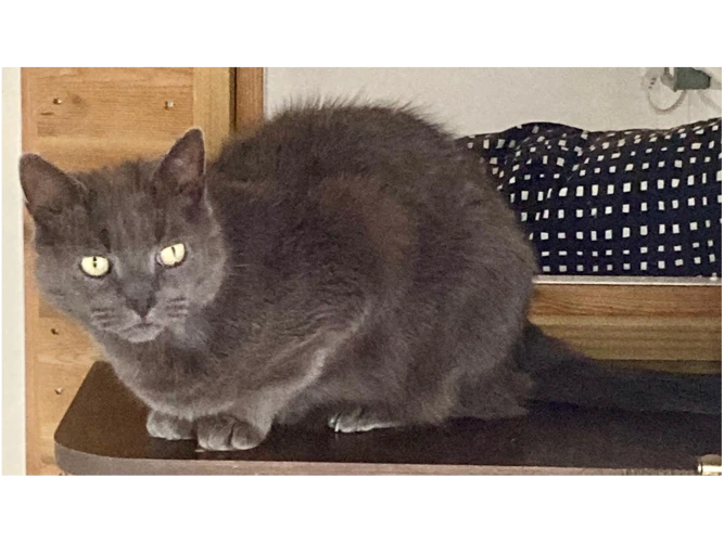 Watson
