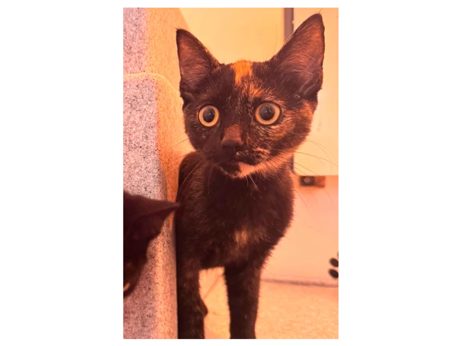 Bonbon