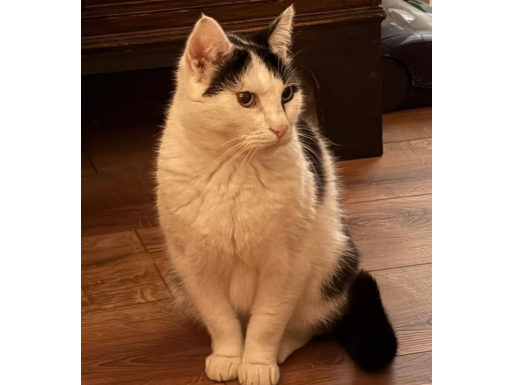Smudge — Domestic Cat