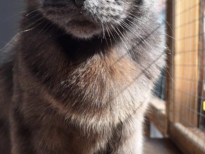 Binx