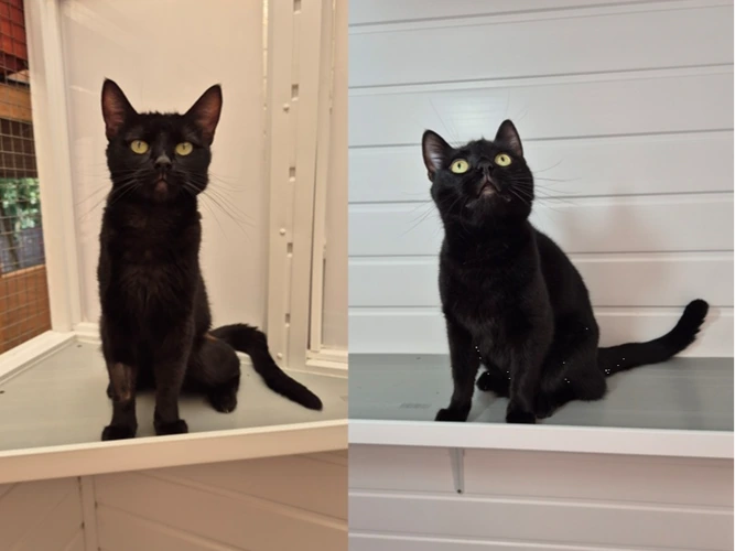 Bagheera (Right) and Nala (Left)