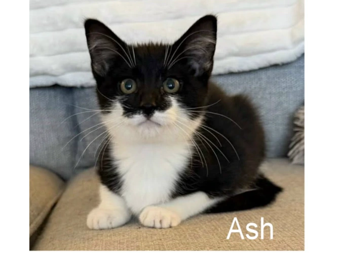ASH