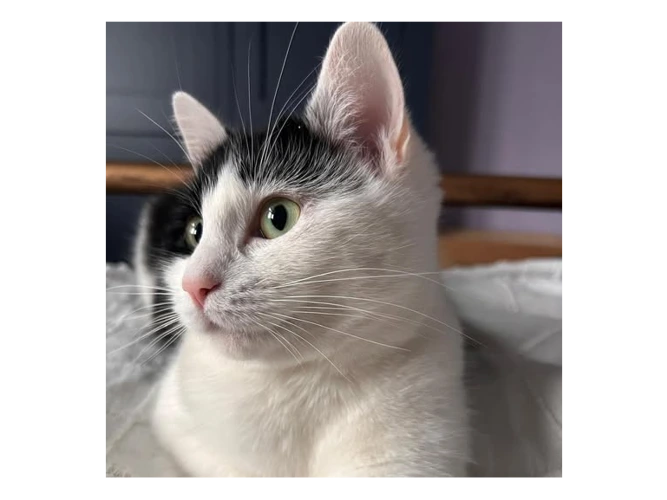 Narnia - Vettings Booked