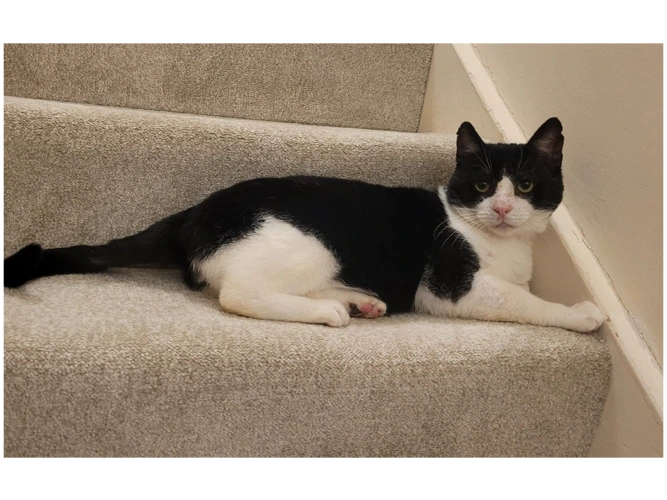 Tabby