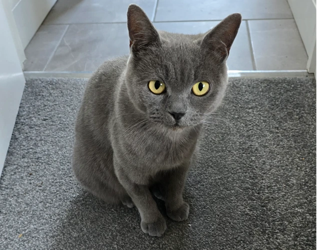 Brenda