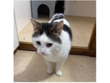 Dynamo — Domestic Cat