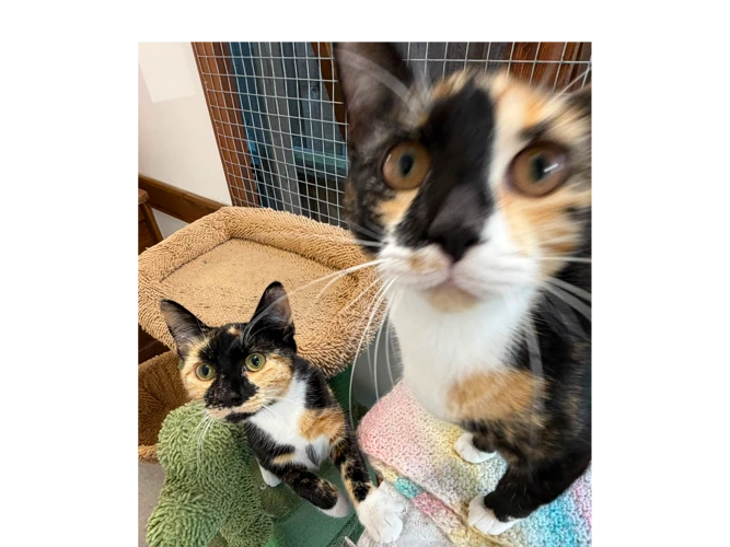 Susie and Bella