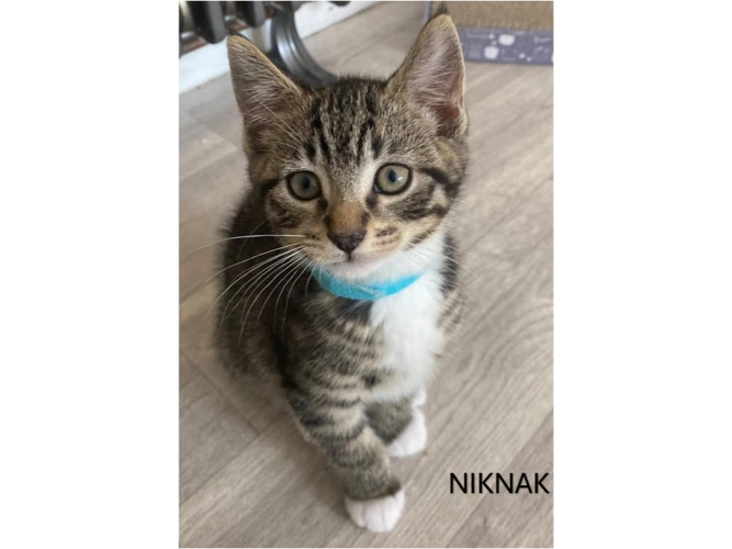 NIKNAK