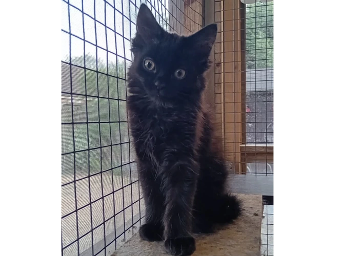 2 x 12 week old kittens