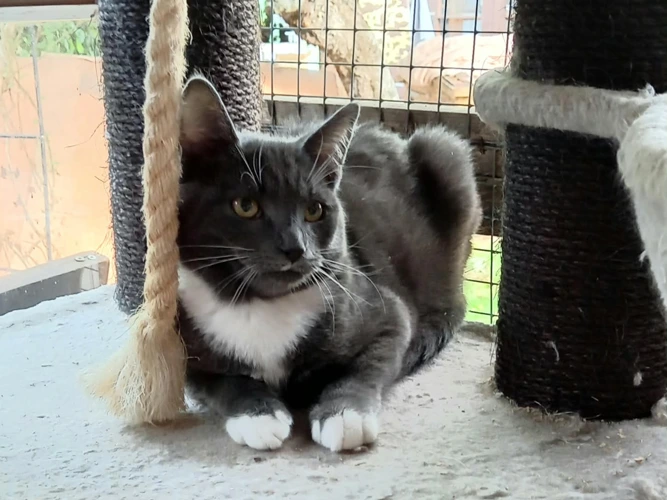 Kittens – Billy & Trini