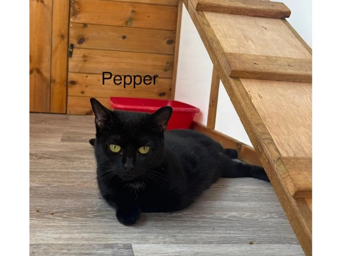 Pepper