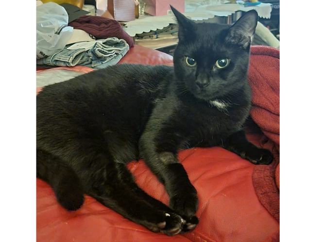 Scampi