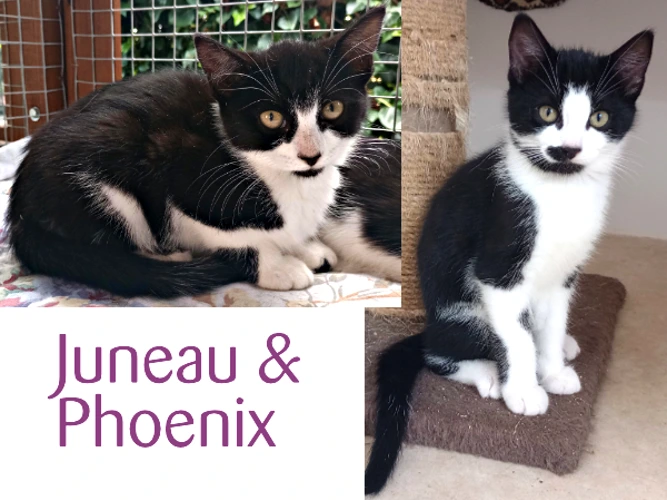 Juneau & Phoenix