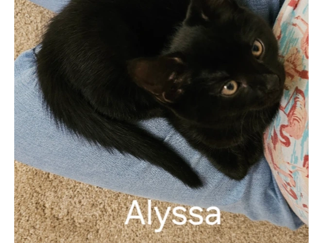 Alyssa
