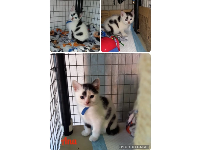 Kittens – “Frozen” – Ana