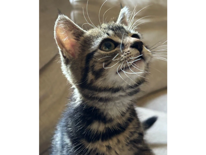 Teebo