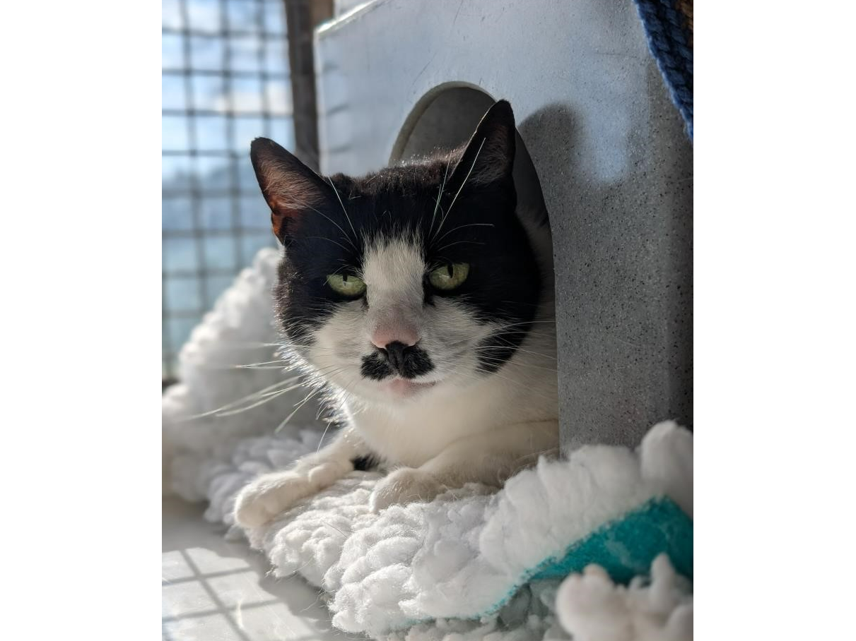 Tasha - Outdoor Cat — Domestic Cat