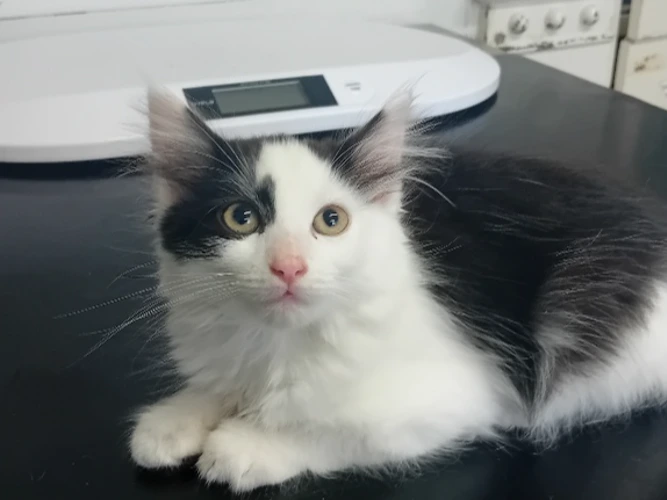 Angelo