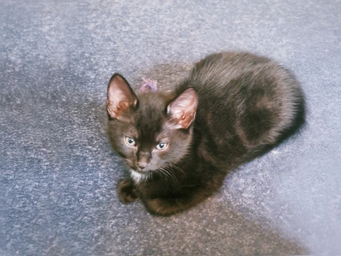 Sooty