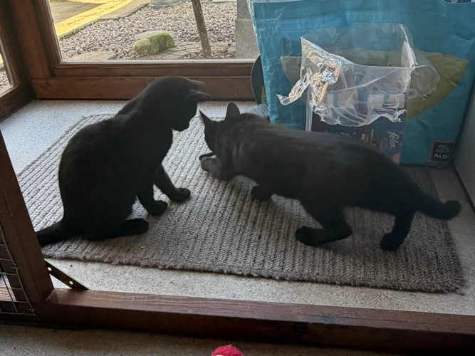 Henry & Clarence