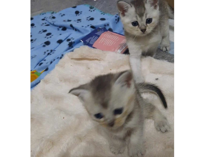 Tundra & Sitka