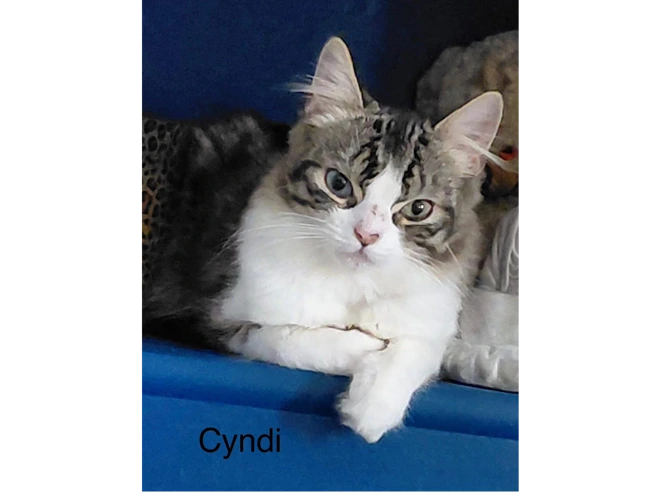 Cyndi