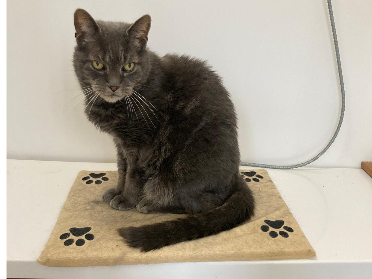 Ronnie — Domestic Cat