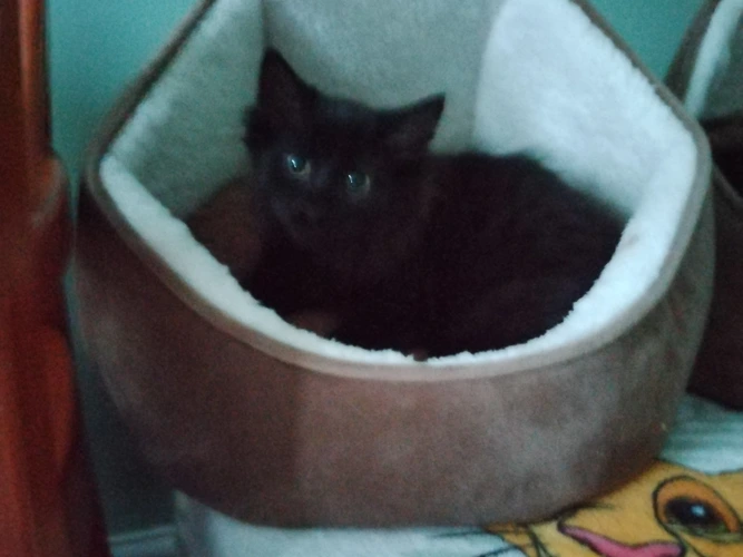 Pluto (Male) , Cosmo ( Male) and Aurora (Female)