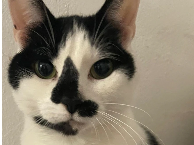 Oreo