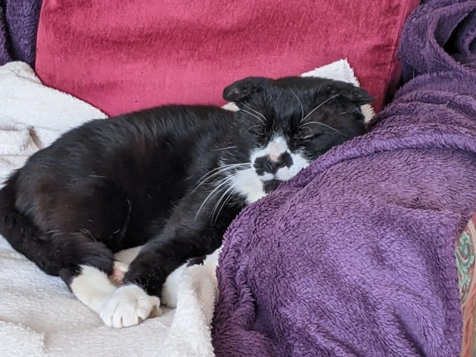 Elvis