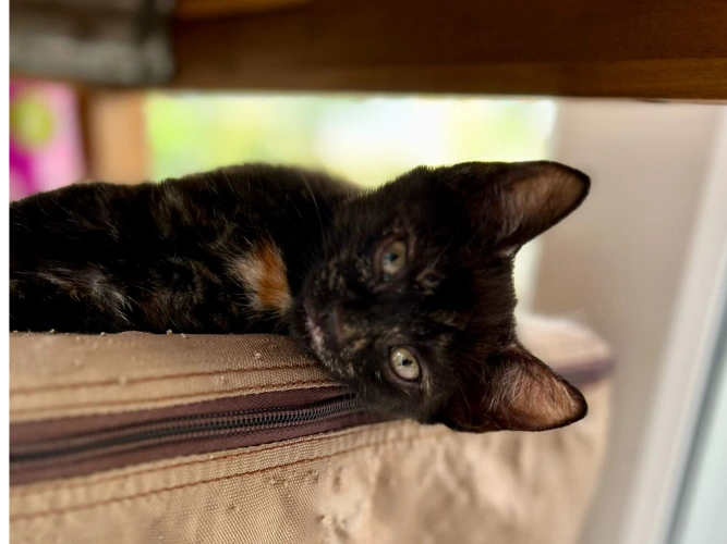 Norma