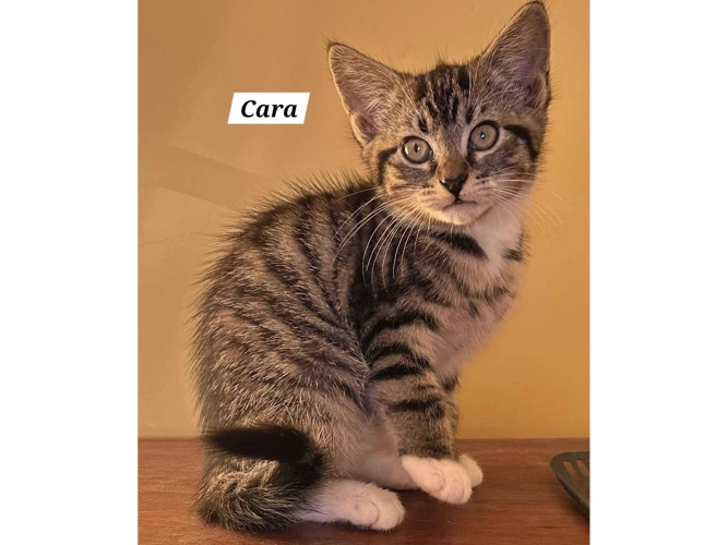 CARA