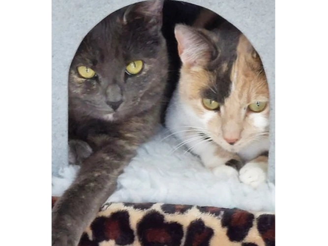 Millie (with Suki see next profile)