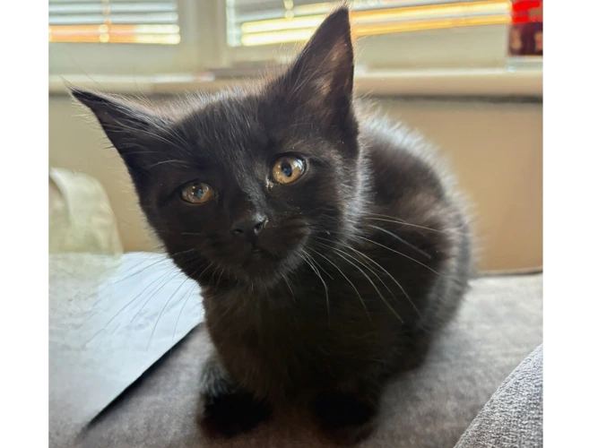 Penelope