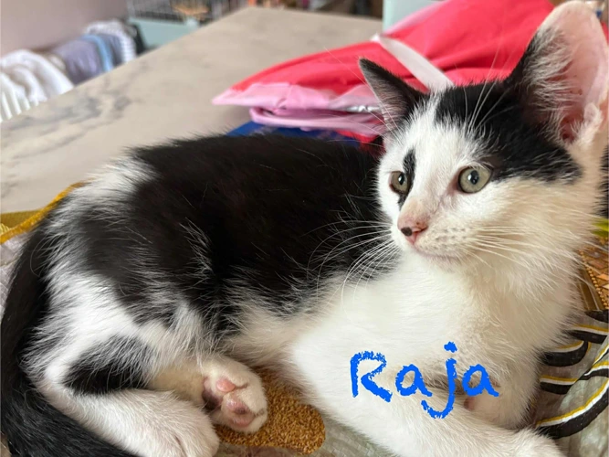 RAJA
