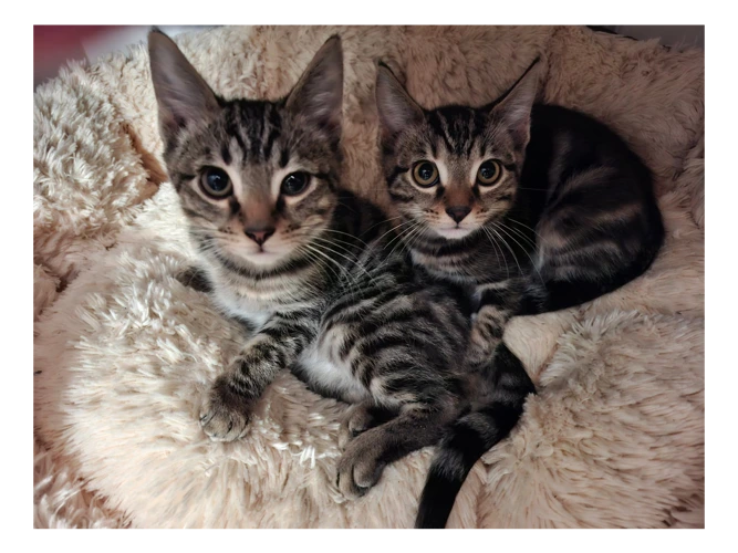 Kittens looking for loving homes