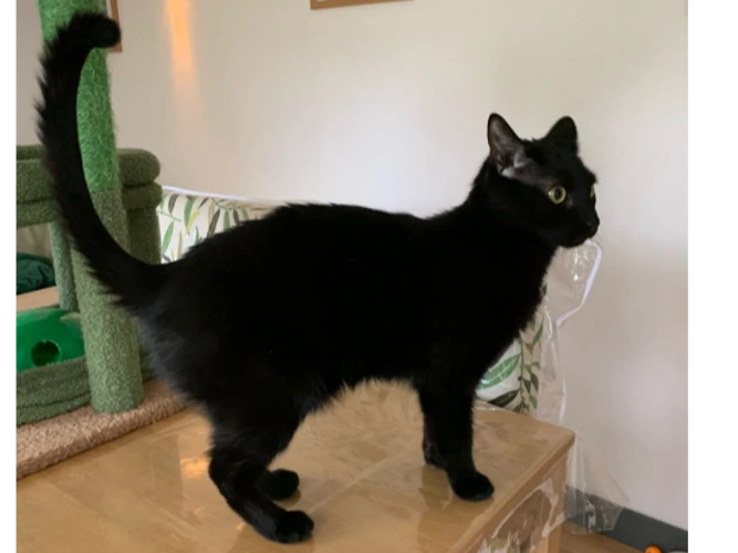 Simon