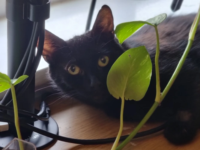 2-year-old Cassie