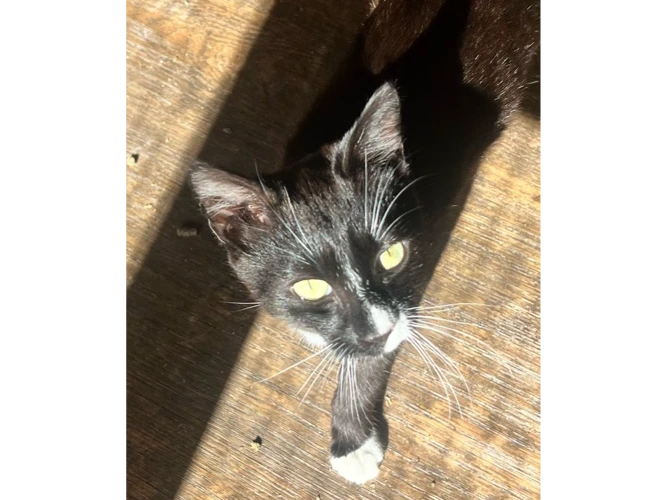 Cali
