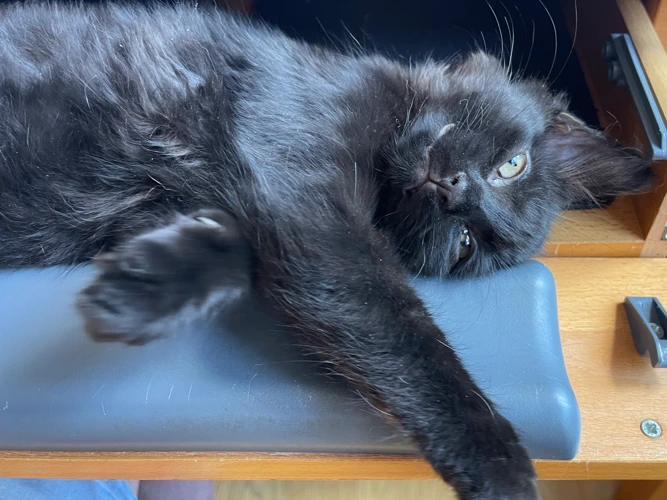 Jett