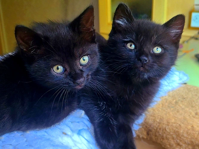 Leo & Luna