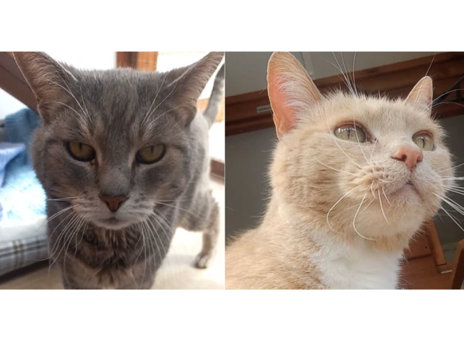 Marsk & Mousha
