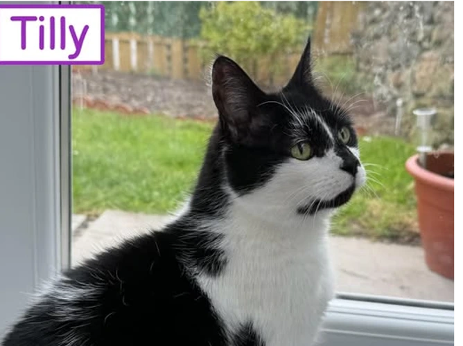 Tilly
